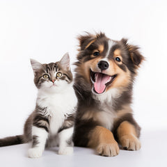 Collection image for: Mascotas